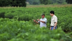 Scientists check cassava for signs of pests and diseases at a field in northeastern Thailand