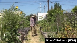 Tamiko Nakamoto oversees 22 urban gardeners in South Los Angeles, whose crops range from tomatoes, bananas and peaches to Swiss chard.