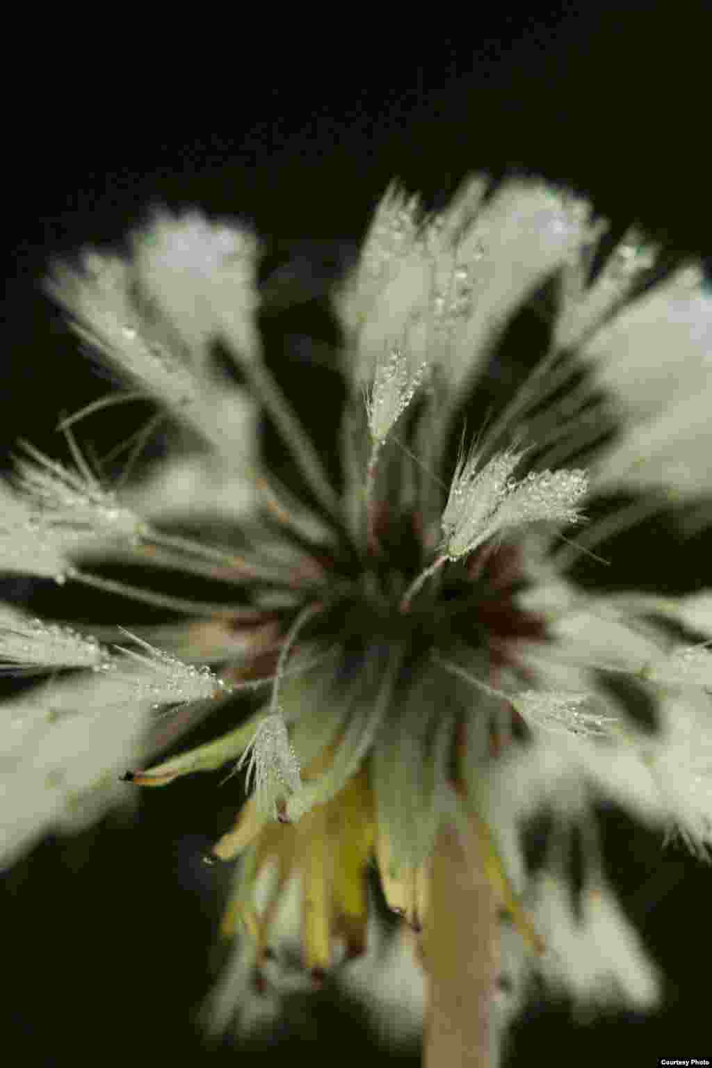 Rumput dandelion yang berselaput es menyebar saat musim dingin tiba di University of Idaho Arboretum, Moscow, Idaho. (Simon Uribe-Convers)