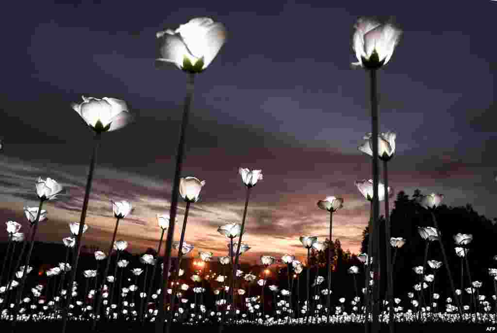LED white roses are lit up as the sun sets at the Malaysia Agro Exposition Park in Serdang outside of Kuala Lumpur.The roses are part of an installation, &quot;Light Sensation,&quot; aimed to promote unity and celebrate Malaysia Day.