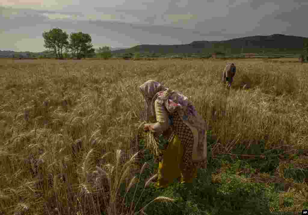 Pakistani villager Hameeda Begum harvests crop with her son in suburbs of Islamabad, Pakistan.