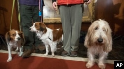 Juno, right, a grand basset griffon Vendeen , and Nederlandse kooikerhondje, Escher, left, and Rhett, center, are shown by their handlers during a news conference at the American Kennel Club headquarters, Wednesday, Jan. 10, 2018, in New York. (AP Photo/M