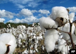 Cotton ready for harvest