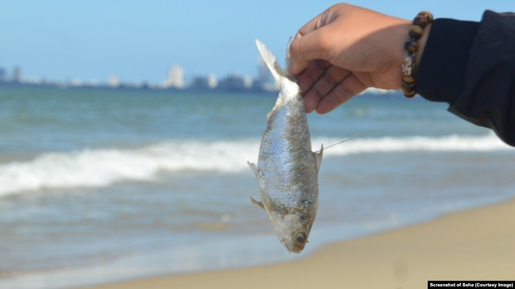 Chính quyền Đà Nẵng cho biết kết quả quan trắc nước biển không có dấu hiệu bất thường sau khi 2 tấn cá chết dạt bờ.