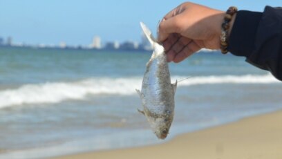 Chính quyền Đà Nẵng cho biết kết quả quan trắc nước biển không có dấu hiệu bất thường sau khi 2 tấn cá chết dạt bờ.