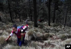 In this Friday, May 3, 2019 photo, a pilgrim carries a flower offering, as she makes her way to an altar at the Iztaccíhuatl volcano or The Sleeping Woman. (AP Photo/Marco Ugarte)