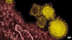  FILE - Undated electron microscope image of novel coronavirus particles, also known as the MERS virus, colorized in yellow.