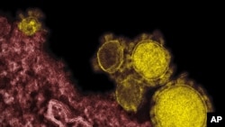 미 알레르기,전염병연구소-록키마운틴 연구소 제공 중동호흡기증후군 메르시 바이러스 입자 (노란 부분) 