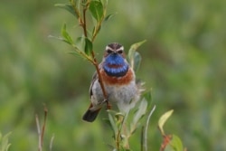This July 7, 2016, photo provided by the U.S. Geological Survey shows a Bluethroat in Nome, Alaska.