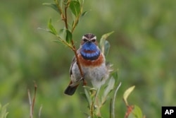 FILE - This July 7, 2016, photo provided by the U.S. Geological Survey shows a Bluethroat in Nome, Alaska.
