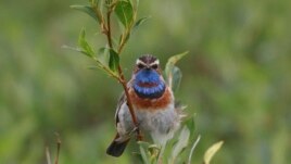 This July 7, 2016, photo provided by the U.S. Geological Survey shows a Bluethroat in Nome, Alaska.