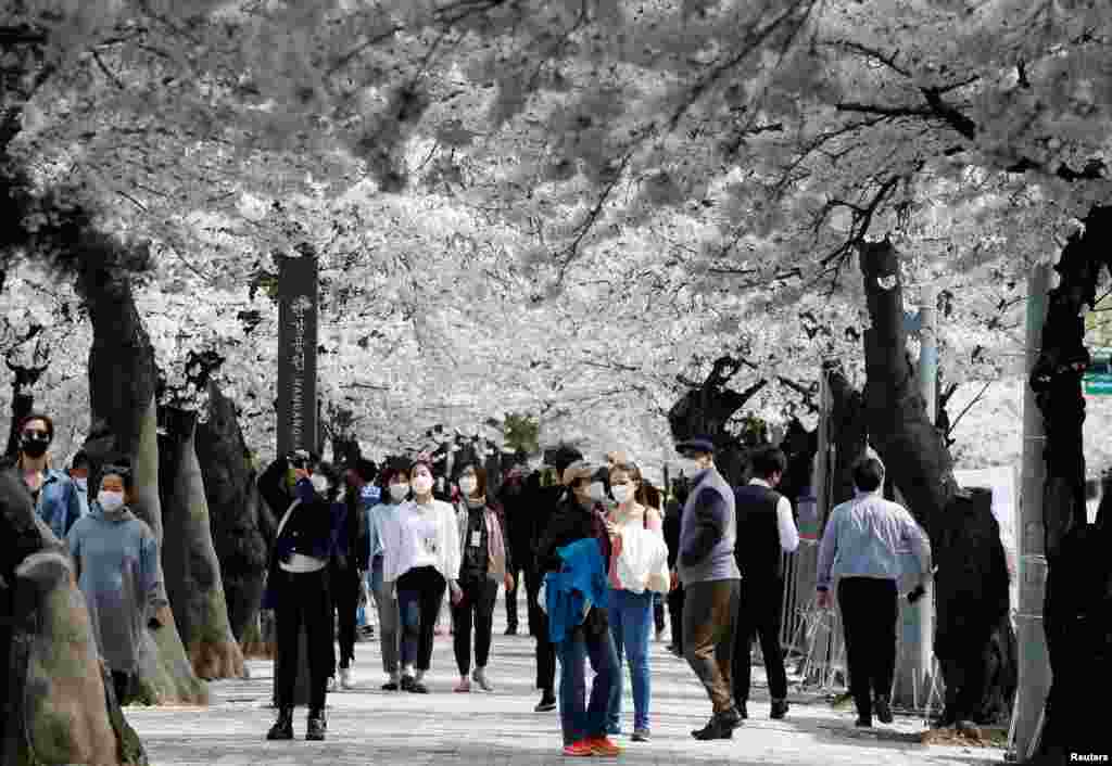 People walk on a street lining with blossoming cherry trees in Seoul, South Korea.