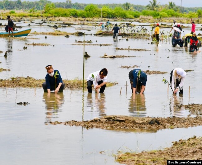 Presiden Jokowi (ketiga dari kiri) bersama para Duta Besar negara sahabat melakukan penanaman kembali mangrove di Desa Bebatu, Kalimantan Utara, pada 19 Oktober 2021. Jokowi memasang target untuk merehabilitasi sebanyak 600 hektare lahan hutan mangrove ya