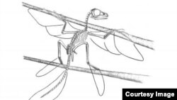 Hình vẽ phác thảo khung xương của Scansoriopteryx (Ảnh: Stephen A. Czerkas)