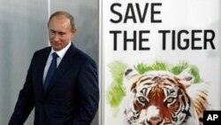 俄罗斯总统普京一直致力于老虎保护工作。图为2010年11月，时任俄罗斯总理的普京在俄罗斯圣彼得堡出席国际老虎论坛。在这次会议上，13个有野生老虎的国家签署了保护濒临灭绝的老虎宣言。
