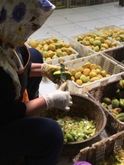 Diberdayakan untuk mengolah biji carica (Foto: Dokumentasi Pavettia Skincare)