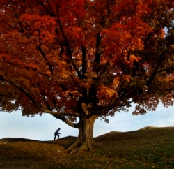 FILE - A man walks by an oak tree displaying fall colors on the grounds of the National World War I Museum, Monday, Oct. 29, 2018, in Kansas City, Mo. (AP Photo/Charlie Riedel)