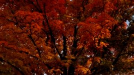 FILE - A man walks by an oak tree displaying fall colors on the grounds of the National World War I Museum, Monday, Oct. 29, 2018, in Kansas City, Mo. (AP Photo/Charlie Riedel)