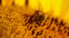 Década de sequía en Chile deja sin flores a abejas y reduce número de colmenas