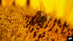 Según la FAO, el declive mundial en las poblaciones de abejas supone una seria amenaza para una gran variedad de plantas críticas para el bienestar humano y los medios de vida.