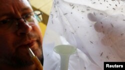 Un agente de salud estatal de control endémico observa muestras de mosquitos causantes de la fiebre amarilla en el parque Anhanguera en Sao Paulo, Brasil. Octubre 27, 2017.
