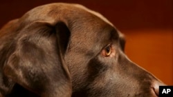 In this Wednesday, Jan. 30, 2013, file photo, a Labrador retriever named Shayna attends a news conference at the American Kennel Club in New York. (AP Photo/Seth Wenig, File)