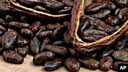 Des fèves de cacao