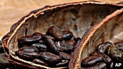 Des fèves de cacao