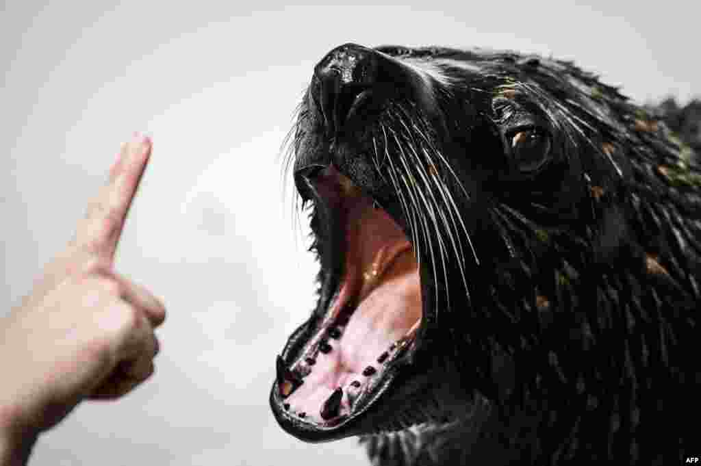 A zookeeper interacts with a sea lion during its training at the Vincennes zoological gardens (Parc zoologique de Vincennes) in Paris, France.