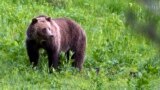 FILE - This July 6, 2011, file photo shows a grizzly bear roaming near Beaver Lake in Yellowstone National Park, Wyoming. 