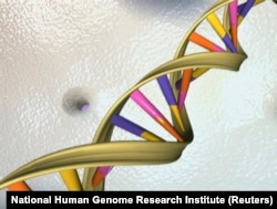 A DNA double helix is seen in an undated artist's illustration released by the National Human Genome Research Institute to Reuters on May 15, 2012.