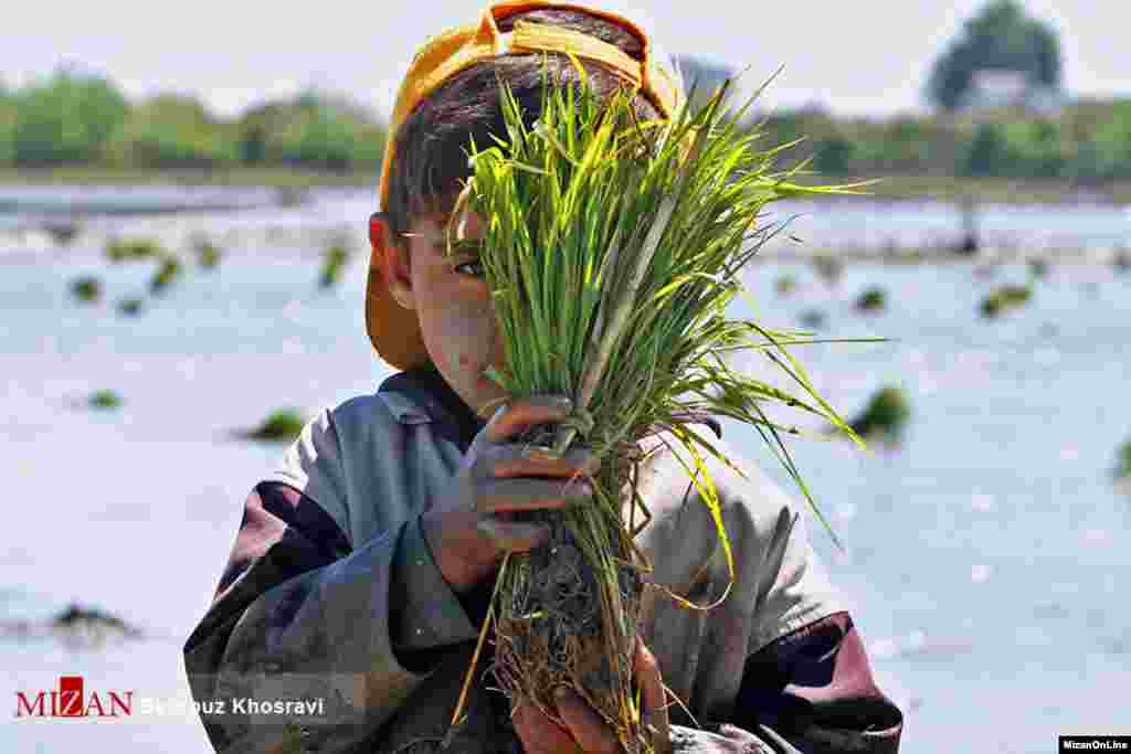 پسری خردسال در شالیزارهای مازندران کمک حال اقتصاد خانواده است. عکس: بهروز خسروی