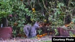 A squirrel is seen eating vegetables from the White House Garden (Via @<a href="https://twitter.com/ObamaFoodorama/status/390174493768810496/photo/1">ObamaFoodorama</a>)