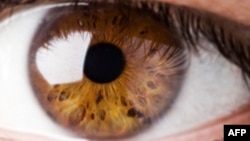 ¿Qué tan rápido es el ojo humano comparado con el de los insectos?