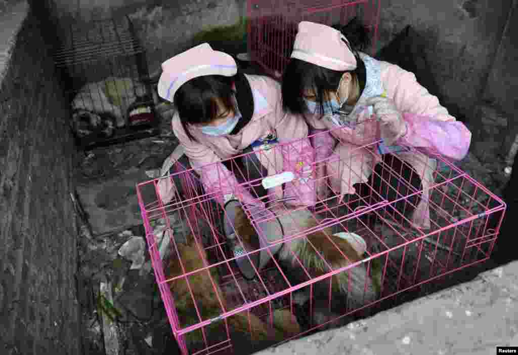 Women volunteers treat dogs after rescuing them at a disused pig farm in Chongqing, China, January 17, 2012. (Reuters)