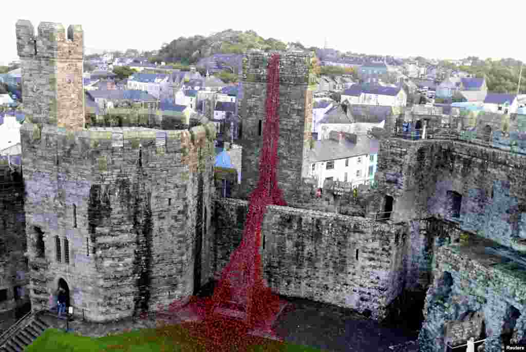 The poppy sculpture 'Weeping Window', a cascade of thousands of handmade ceramic poppies by artist Paul Cummins and designer Tom Piper on display at Caernarfon Castle, Wales.