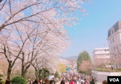 Cherry Blossoms at Sookmyung Women's University, Seoul, South Korea