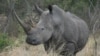 Scientists Test Ways to Save Rhinos