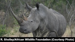 Rhinos are an endangered species due to poaching and illegal trafficking of its horns.