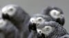 Le commerce international du perroquet gris d'Afrique interdit par la Cites