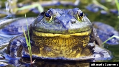 Ilmuwan As Belum Temukan Penyebab Berlanjutnya Kepunahan Amfibi