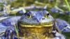 ‘Unabated’ Amphibian Decline Found to Have Myriad Causes 