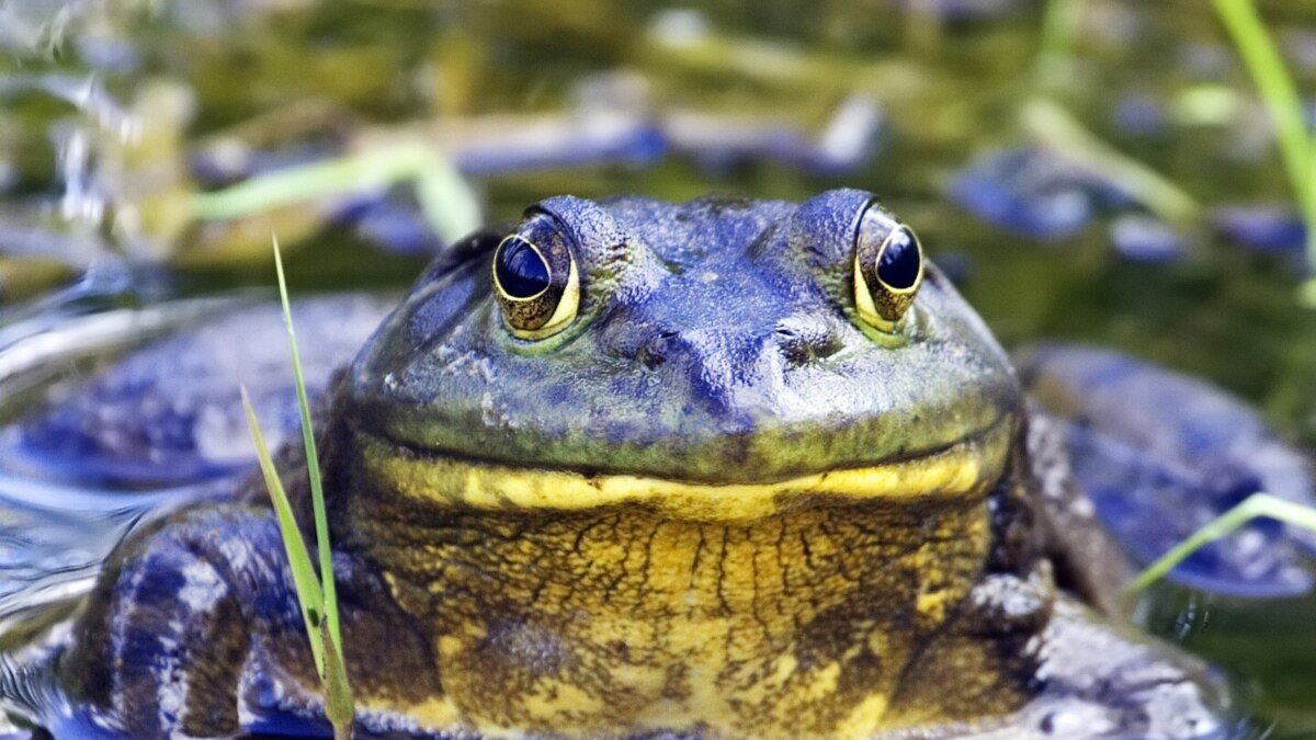 ‘Unabated’ Amphibian Decline Found to Have Myriad Causes