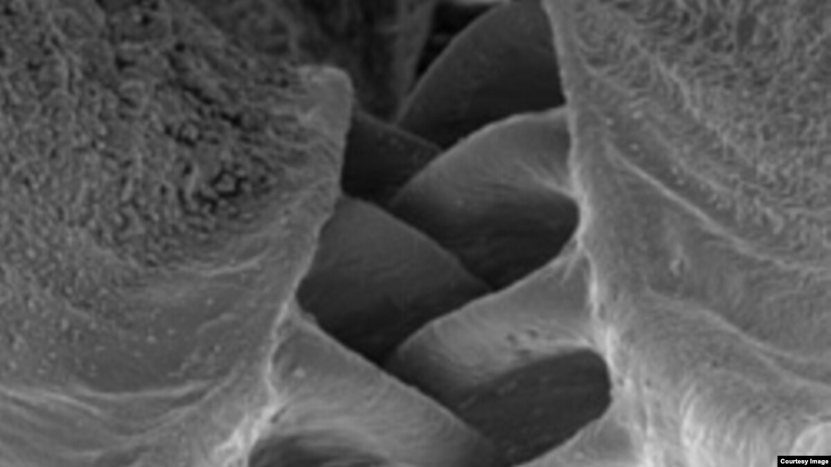 3-D X-ray Provides Detailed Images of How Living Insects Move