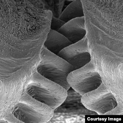 The gears of the Issus insect are seen under a microscope. (Cambridge University)