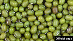 မတ္ပဲ (ဓါတ္ပံု- Myanmar Pulses, Beans & Sesame Seeds Merchants Association )