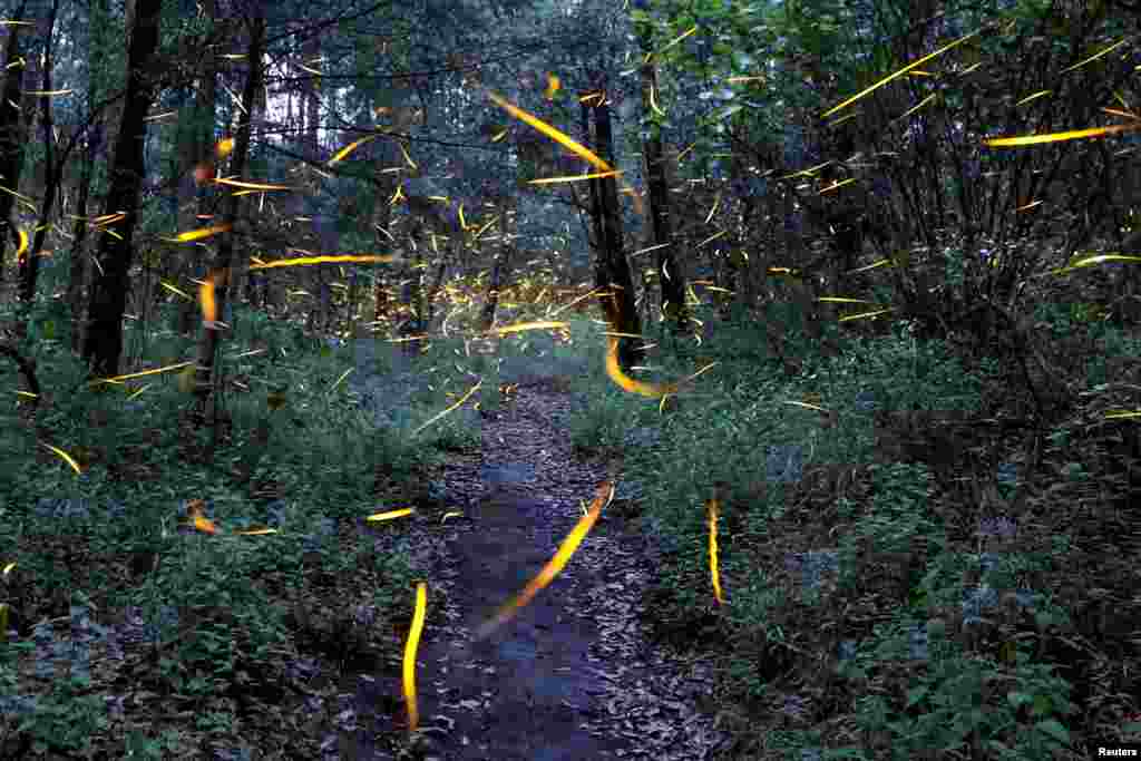 Fireflies seeking mates light up in synchronized bursts inside a forest at Santa Clara sanctuary near the town of Nanacamilpa, Tlaxcala state, Mexico, July 24, 2017.