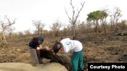 One of several free roaming elephants in the Bouba Ndjida National Park in northern Cameroon killed by Sudanese poachers. (IFAW)