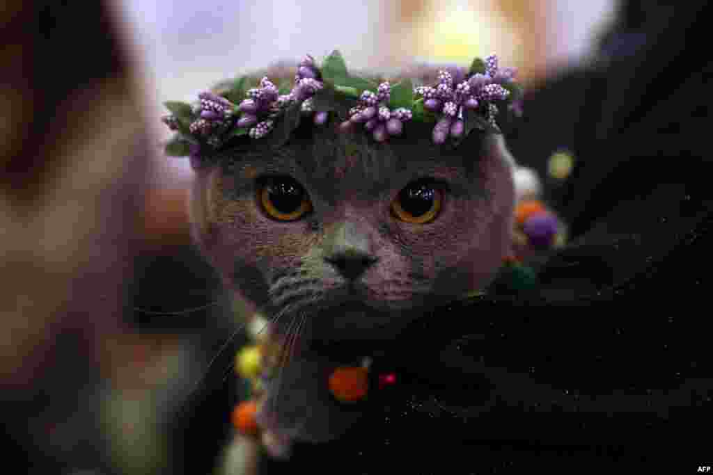 A cat is presented during &quot;the &quot;3rd International Pursaklar Cat Beauty Fest&quot; in Ankara, Turkey.