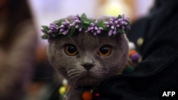 A cat is presented during "the "3rd International Pursaklar Cat Beauty Fest", on October 14, 2018 in Ankara.